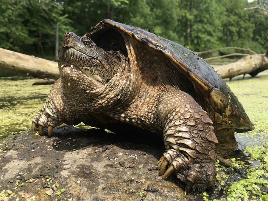Rising temperatures could benefit the Snapping Turtle – Population and  Community Ecology (PACE) Lab