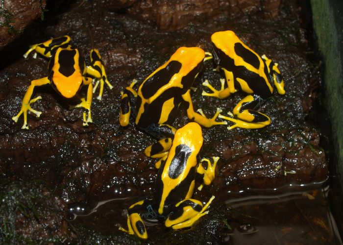 Yellow and black frogs