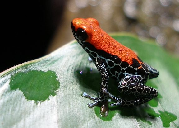 red and black frog